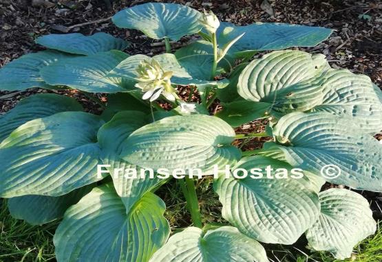 Hosta Marquis